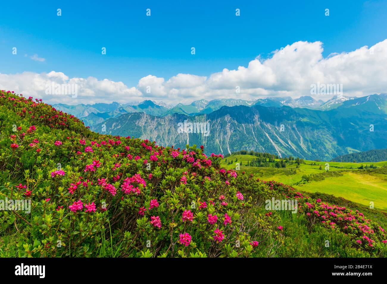 Alpenrosenblüte, panorama da Fellhorn, 2038m, a Höfats, 2259m, e altre montagne Allgäu, Allgäu Alpi, Allgäu, Baviera, Germania, Europa Foto Stock
