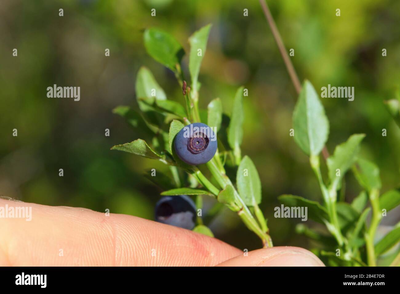 mirtilli maturi in una foresta svedese, primo piano Foto Stock