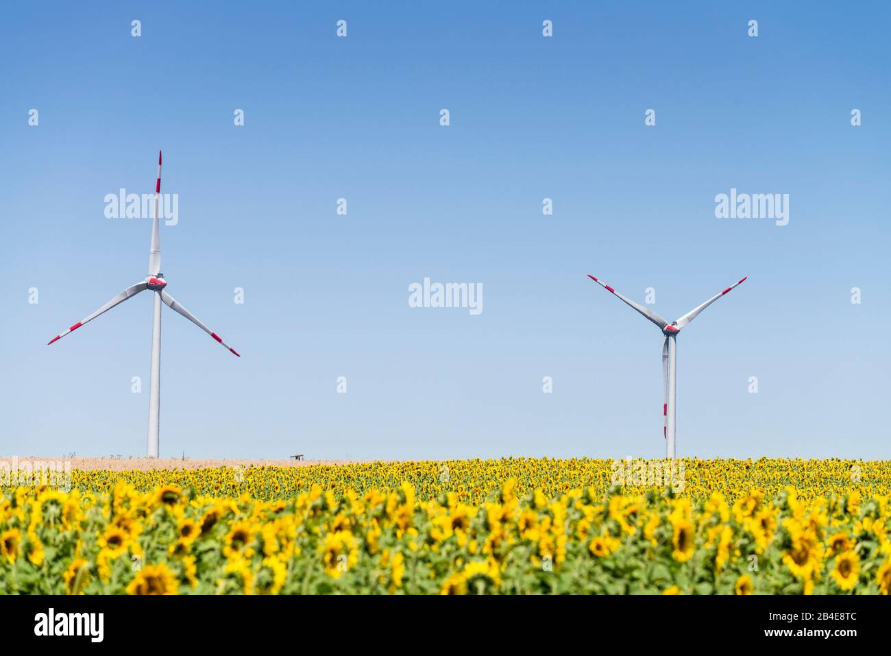 Windräder im Sonnenblumenfeld unter blauem Himmel Foto Stock