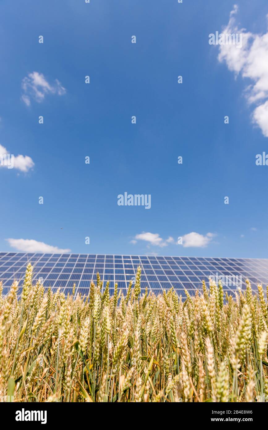 Solaranlagen im Kornfeld unter blauem Himmel Foto Stock