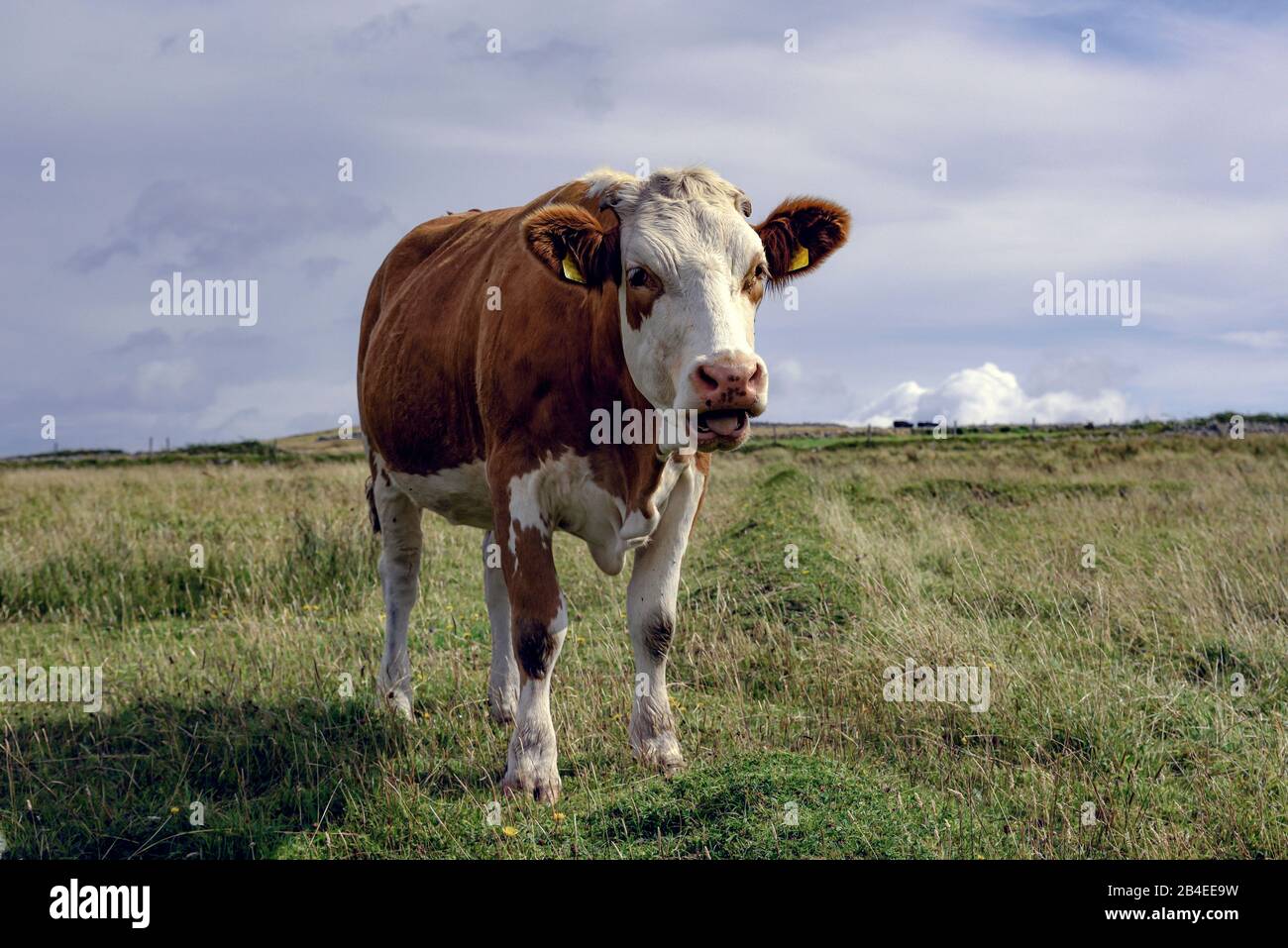 Singola vacca di rondino e bianco che guarda in alto al pascolo collinare in Irlanda guardando la macchina fotografica Foto Stock