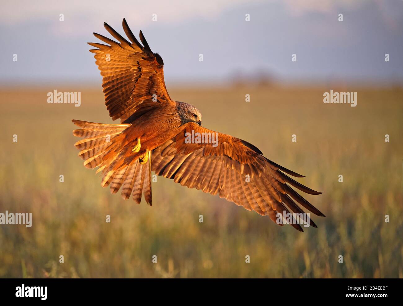 Aquilone nero (Milvus migrans) in volo, Castilla-la Mancha Spagna Foto Stock