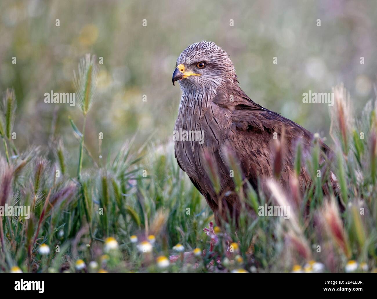 Kite nera (Milvus migrans) in un prato, Castilla-la Mancha, Spagna Foto Stock