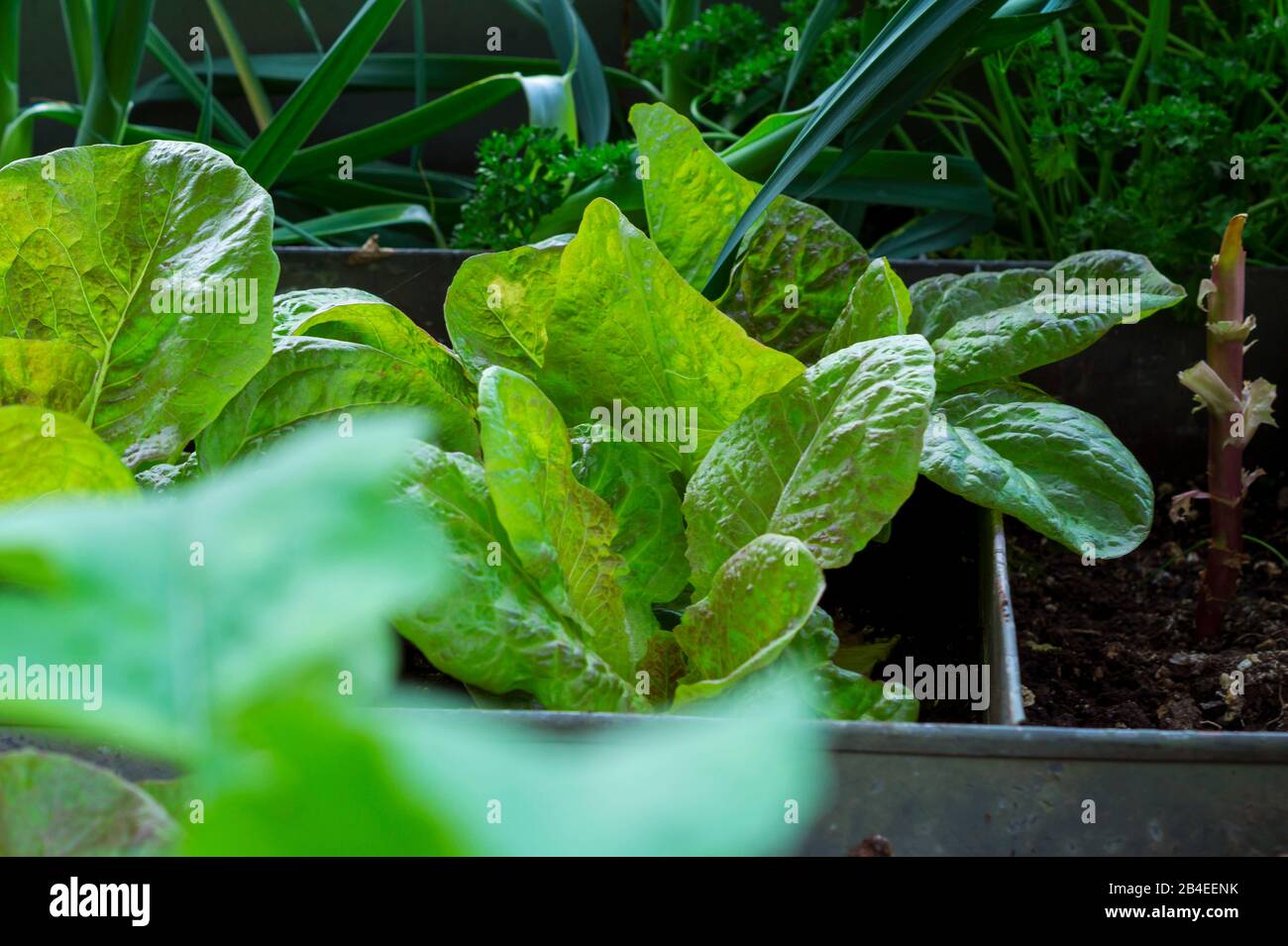 Insalata, autocoltivazione Foto Stock