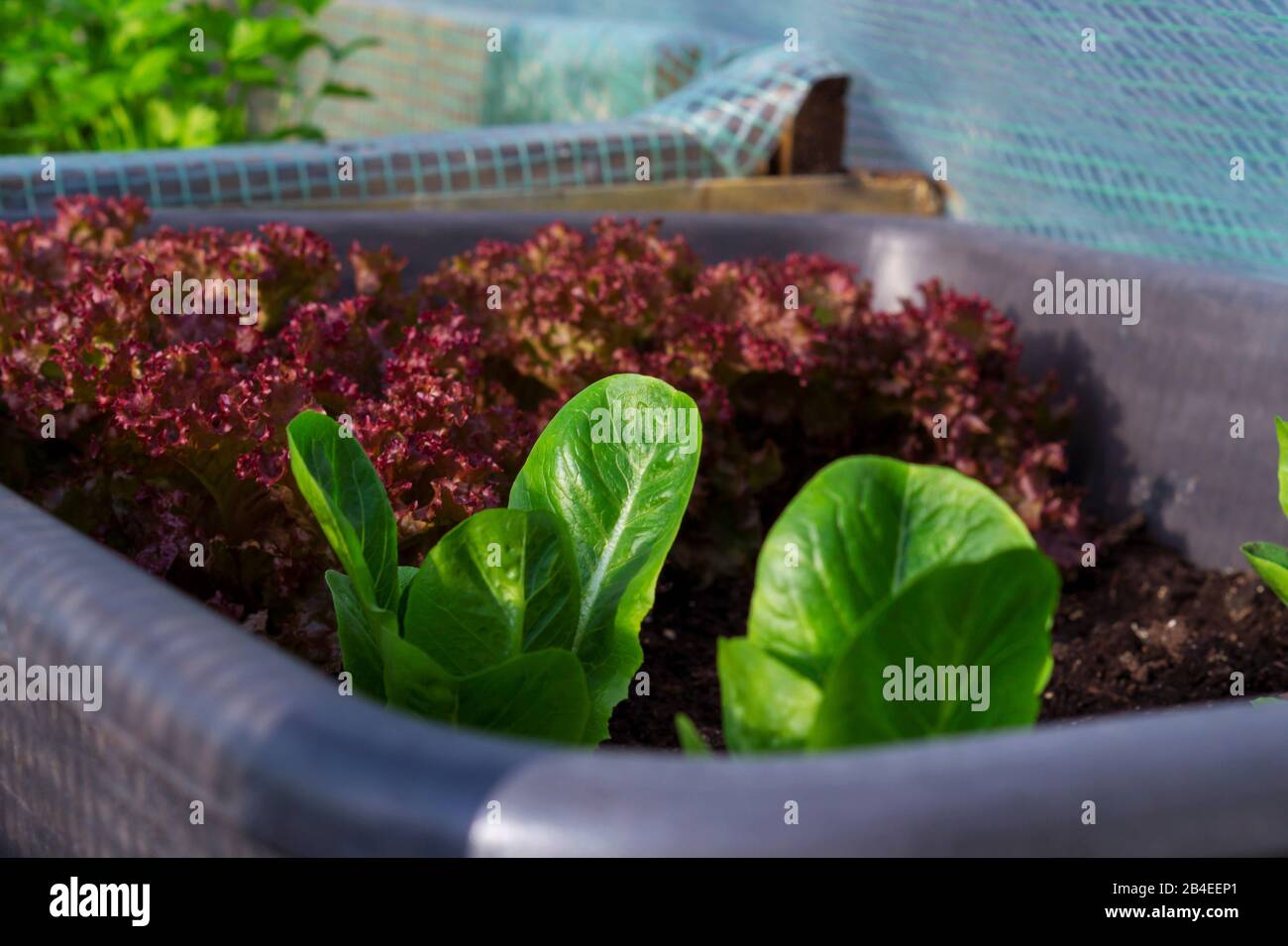 Insalata, autocoltivazione Foto Stock