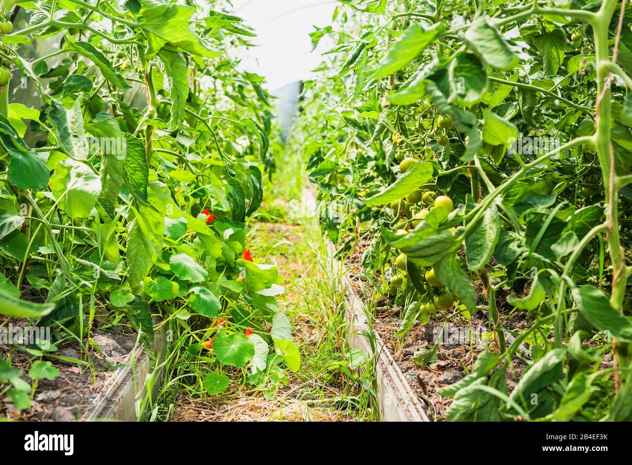 Giardiniere biologico, orticoltura, giardinaggio vegetale, serra, arbusti di pomodoro Foto Stock