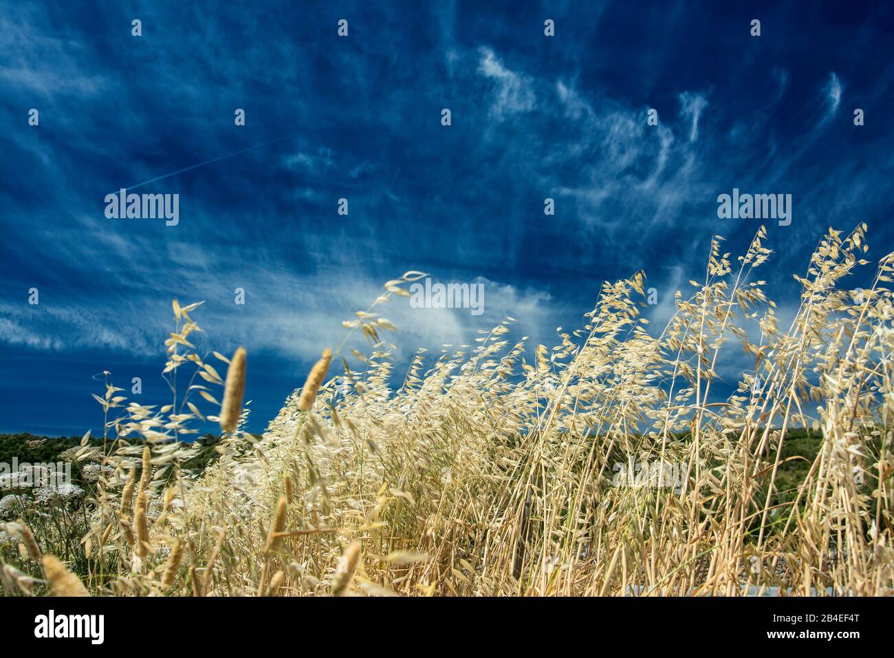 Agricoltura, campo di mais, avena, cielo blu Foto Stock