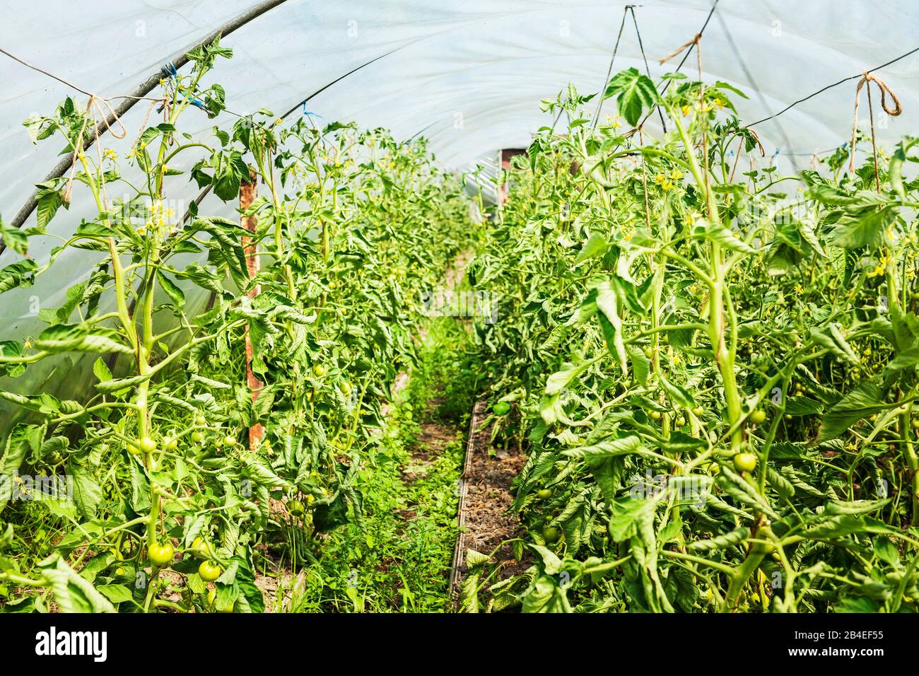 Giardiniere biologico, orticoltura, giardinaggio vegetale, serra, arbusti di pomodoro Foto Stock
