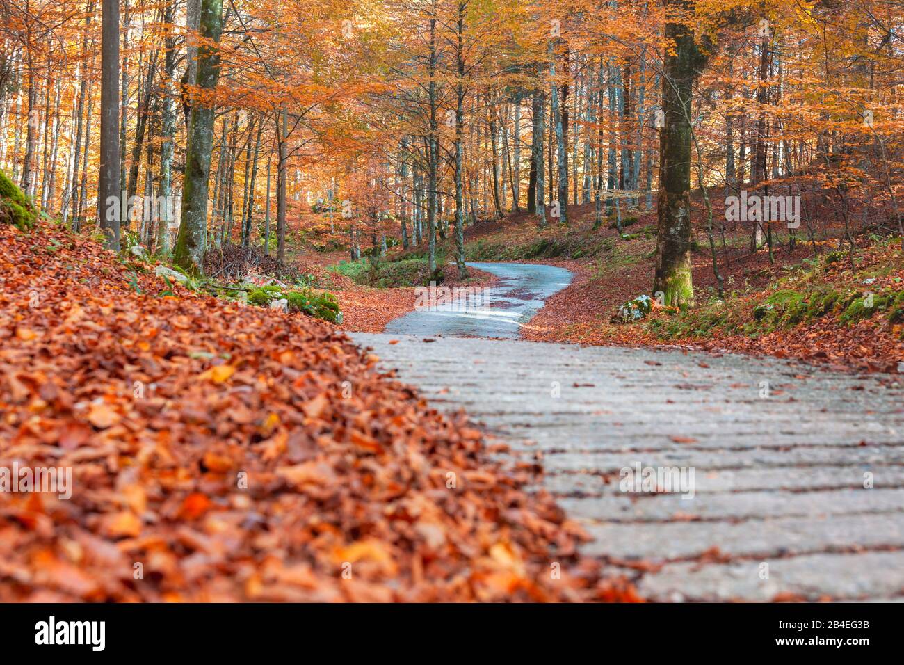 Strada nel cuore della faggeta in autunno, fogliame colorato nella foresta di Cansiglio, Alpago, Belluno, Veneto, Italia Foto Stock