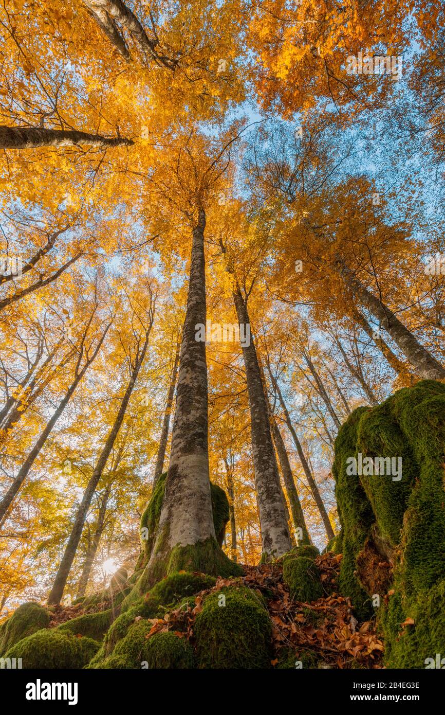 Faggio europeo (Fagus sillavatica), faggeta in autunno, fogliame colorato nella foresta di Cansiglio, Alpago, Belluno, Veneto, Italia Foto Stock