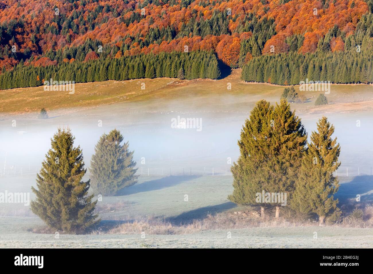 Altopiano del Cansiglio, mattina nebbia sull'altopiano in autunno, Alpago, Belluno, Veneto, Italia Foto Stock