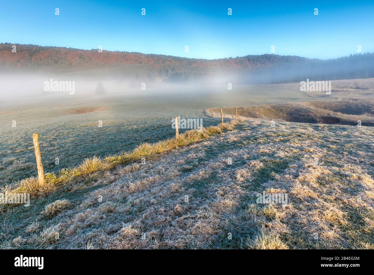 Altopiano del Cansiglio, mattina nebbia sull'altopiano in autunno, Alpago, Belluno, Veneto, Italia Foto Stock