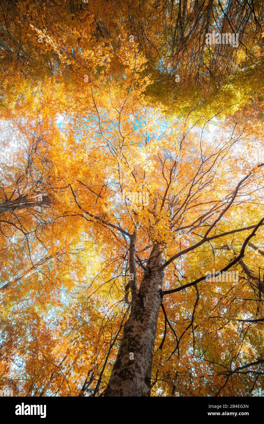 Faggio europeo (Fagus sillavatica), faggeta in autunno, fogliame colorato nella foresta di Cansiglio, Alpago, Belluno, Veneto, Italia Foto Stock