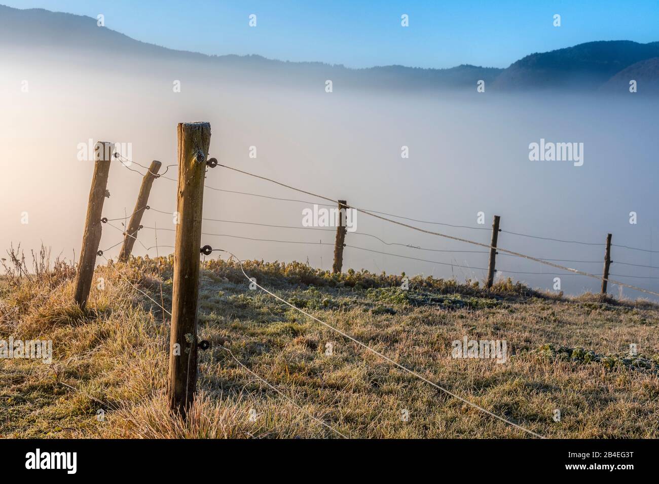 Altopiano del Cansiglio, mattina nebbia sull'altopiano in autunno, Alpago, Belluno, Veneto, Italia Foto Stock