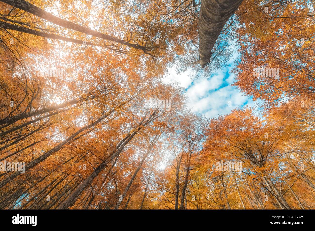 Faggio europeo (Fagus sillavatica), faggeta in autunno, fogliame colorato nella foresta di Cansiglio, Alpago, Belluno, Veneto, Italia Foto Stock