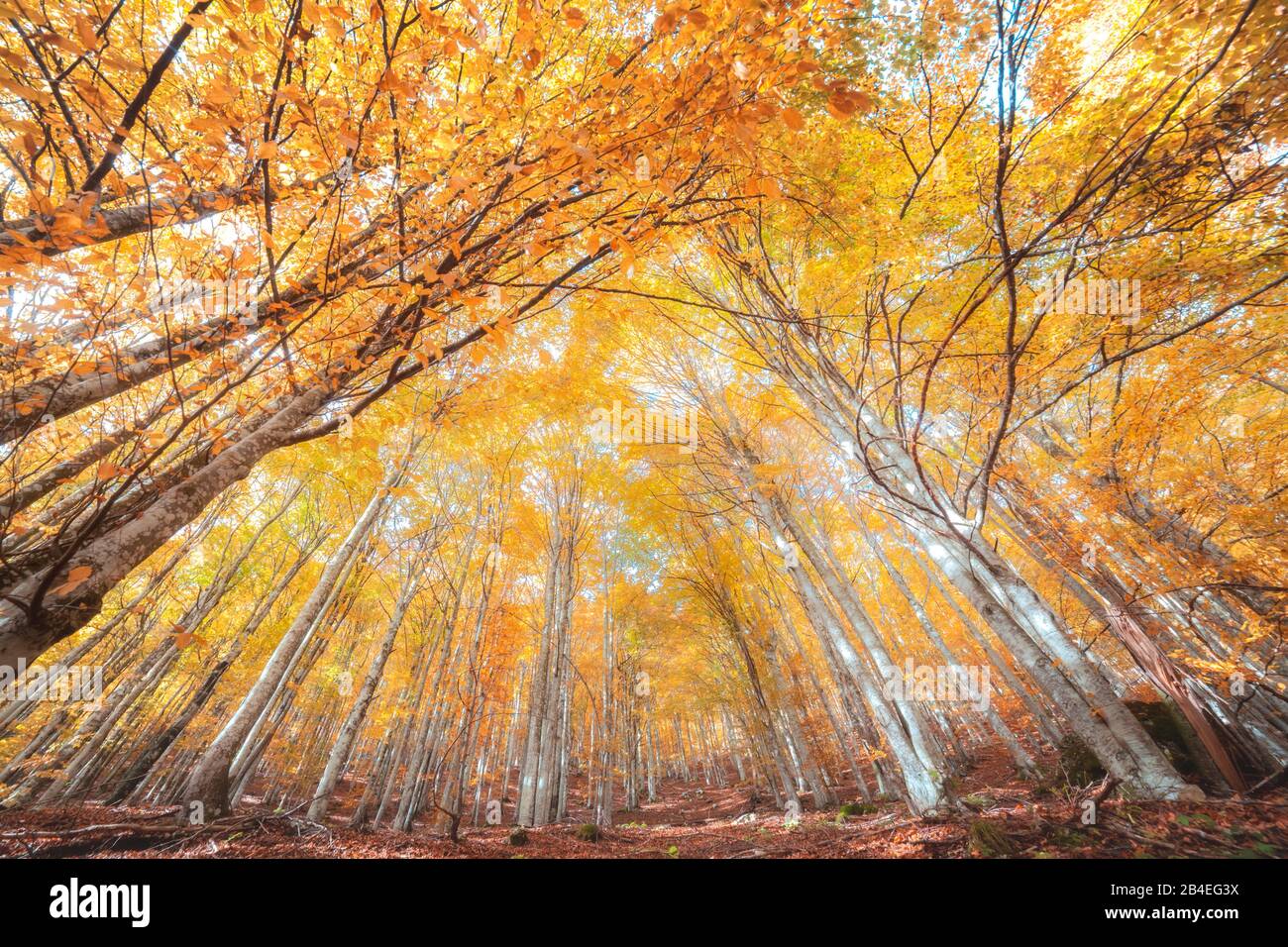 Faggio europeo (Fagus sillavatica), faggeta in autunno, fogliame colorato nella foresta di Cansiglio, Alpago, Belluno, Veneto, Italia Foto Stock