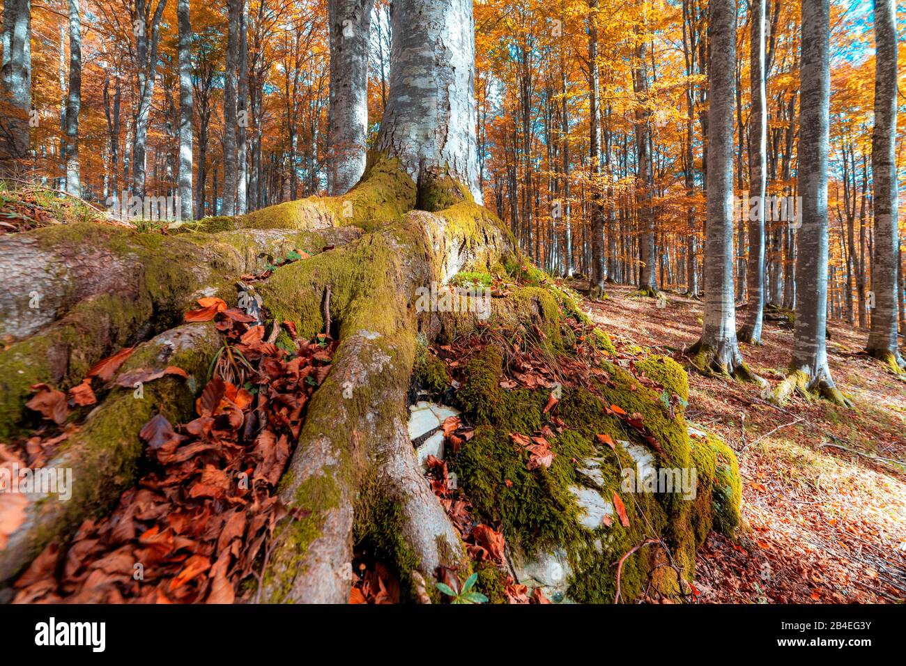 Faggio europeo (Fagus sillavatica), faggeta in autunno, fogliame colorato nella foresta di Cansiglio, Alpago, Belluno, Veneto, Italia Foto Stock