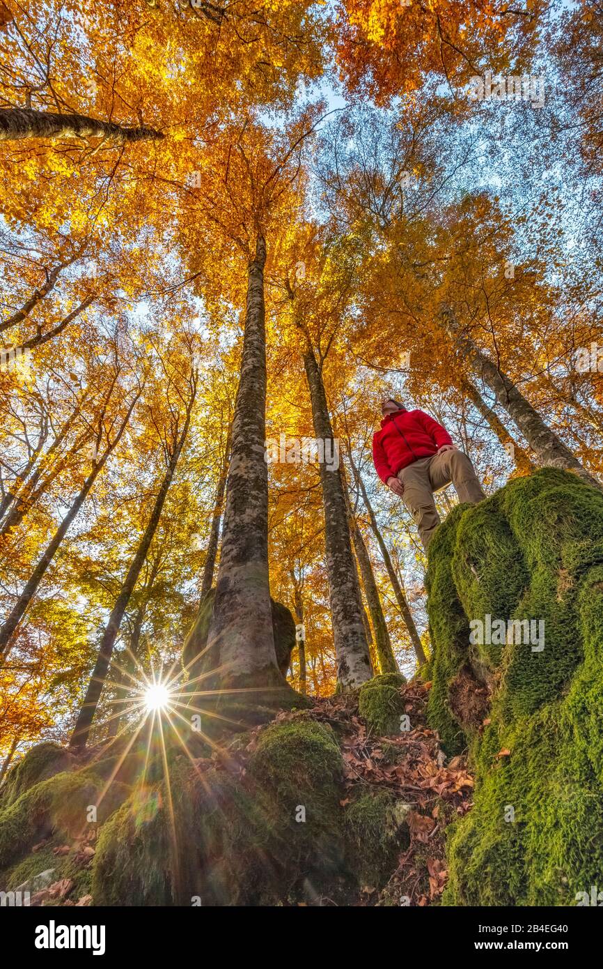 Faggio europeo (Fagus sillavatica), faggeta in autunno, fogliame colorato nella foresta di Cansiglio, Alpago, Belluno, Veneto, Italia Foto Stock