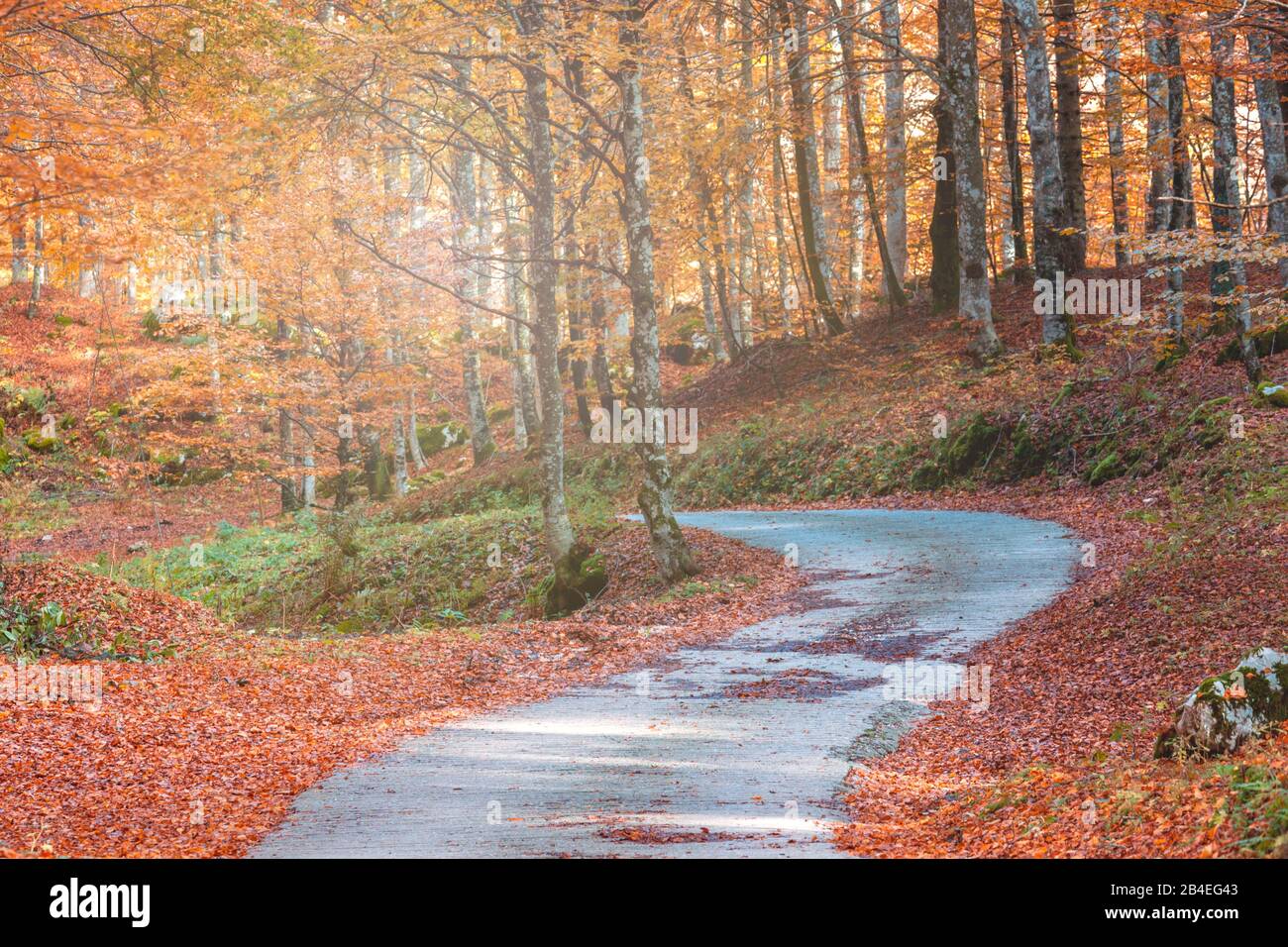 Strada nel cuore della faggeta in autunno, fogliame colorato nella foresta di Cansiglio, Alpago, Belluno, Veneto, Italia Foto Stock