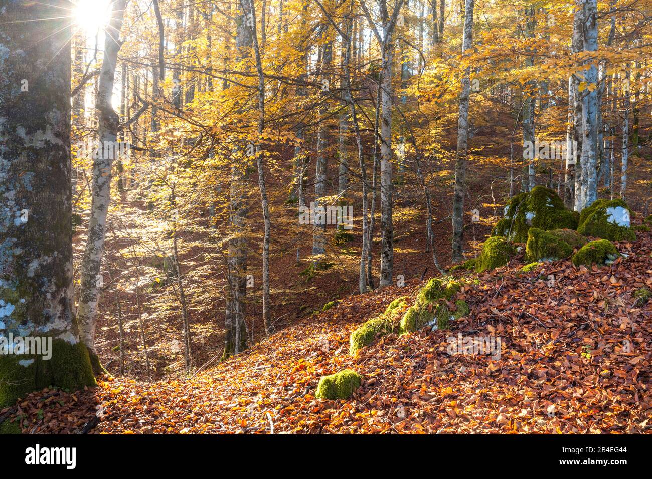 Faggio europeo (Fagus sillavatica), faggeta in autunno, fogliame colorato nella foresta di Cansiglio, Alpago, Belluno, Veneto, Italia Foto Stock