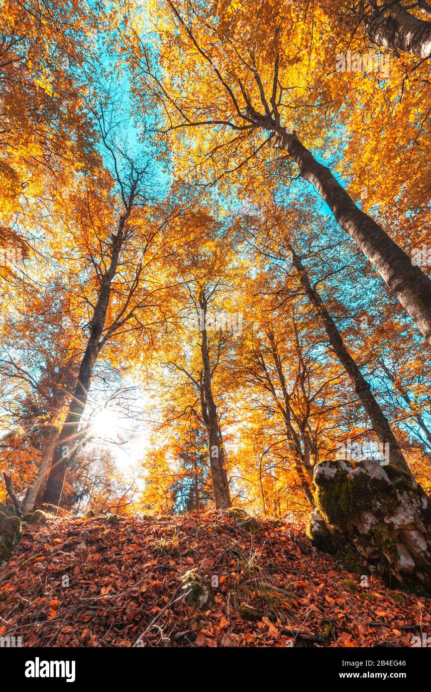 Faggio europeo (Fagus sillavatica), faggeta in autunno, fogliame colorato nella foresta di Cansiglio, Alpago, Belluno, Veneto, Italia Foto Stock