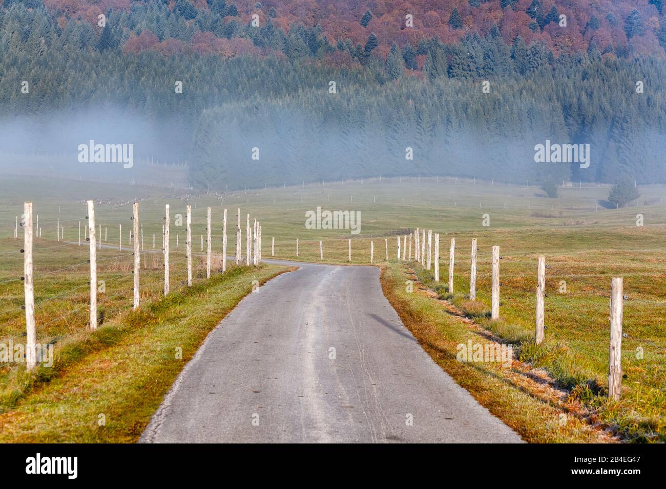 Altopiano del Cansiglio, mattina nebbia sull'altopiano in autunno, Alpago, Belluno, Veneto, Italia Foto Stock
