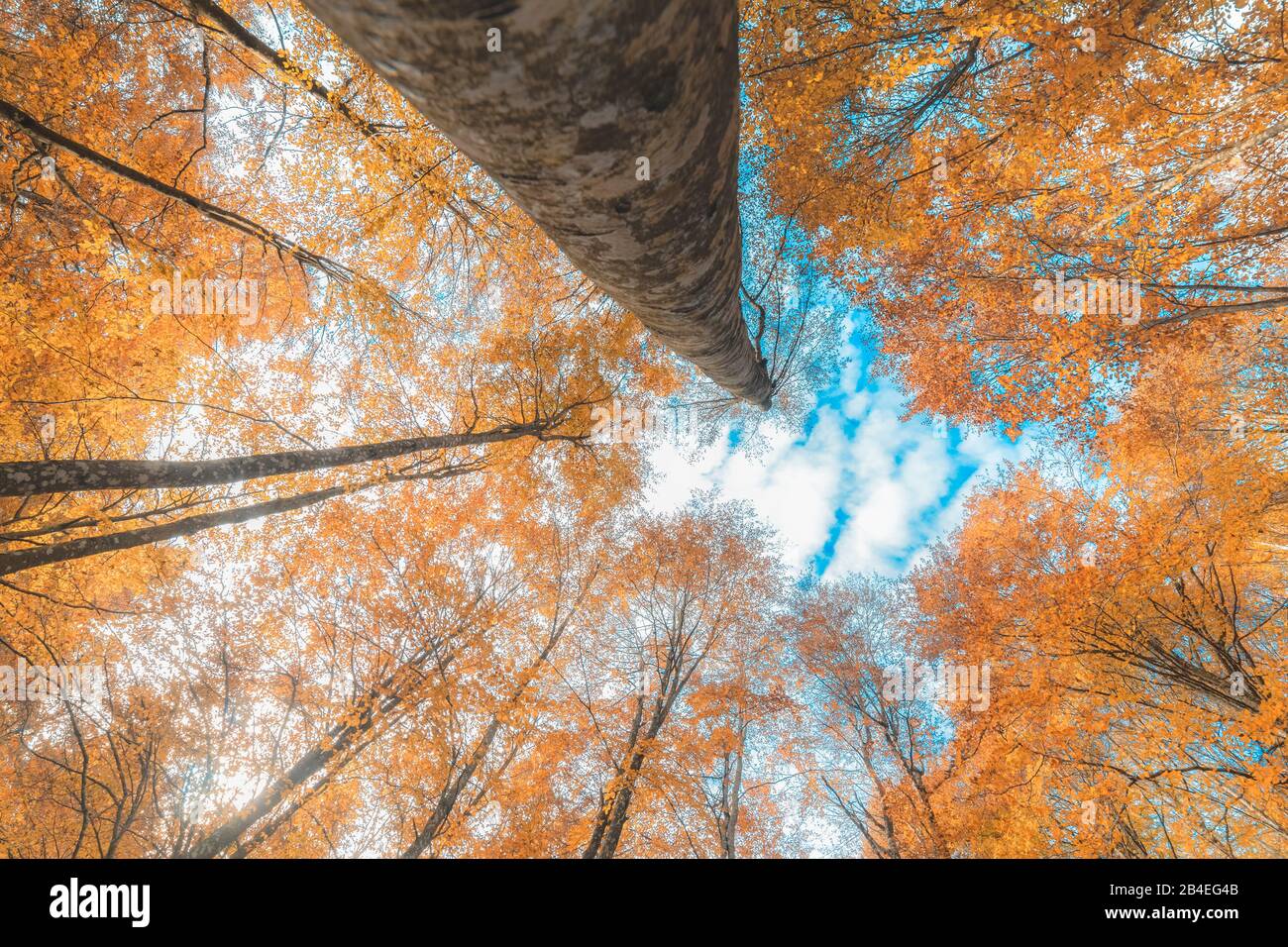 Faggio europeo (Fagus sillavatica), faggeta in autunno, fogliame colorato nella foresta di Cansiglio, Alpago, Belluno, Veneto, Italia Foto Stock