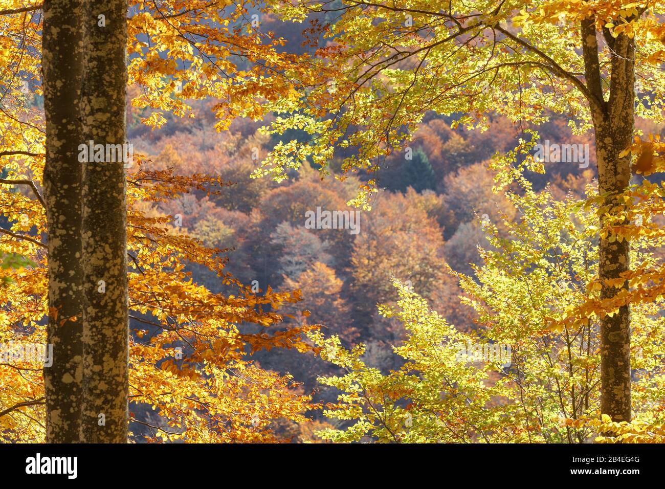 Faggio europeo (Fagus sillavatica), faggeta in autunno, fogliame colorato nella foresta di Cansiglio, Alpago, Belluno, Veneto, Italia Foto Stock