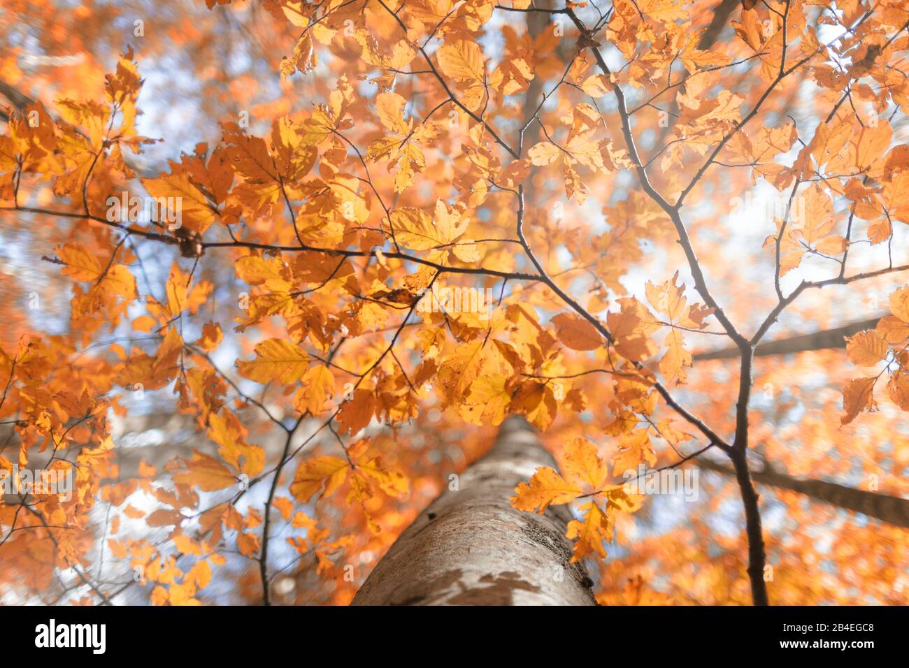 Faggio europeo (Fagus sillavatica), faggeta in autunno, fogliame colorato nella foresta di Cansiglio, Alpago, Belluno, Veneto, Italia Foto Stock