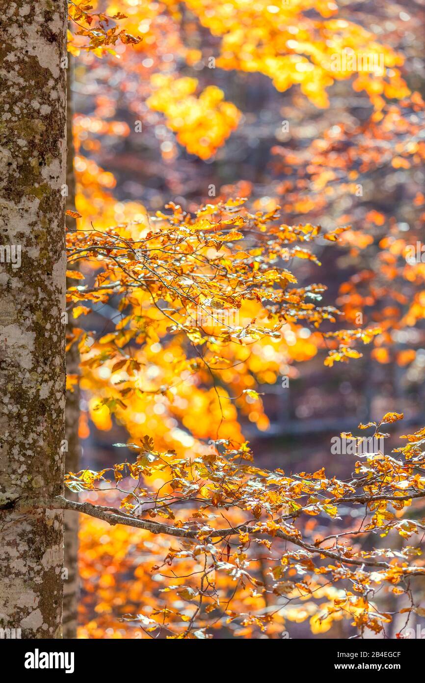 Faggio europeo (Fagus sillavatica), faggeta in autunno, fogliame colorato nella foresta di Cansiglio, Alpago, Belluno, Veneto, Italia Foto Stock