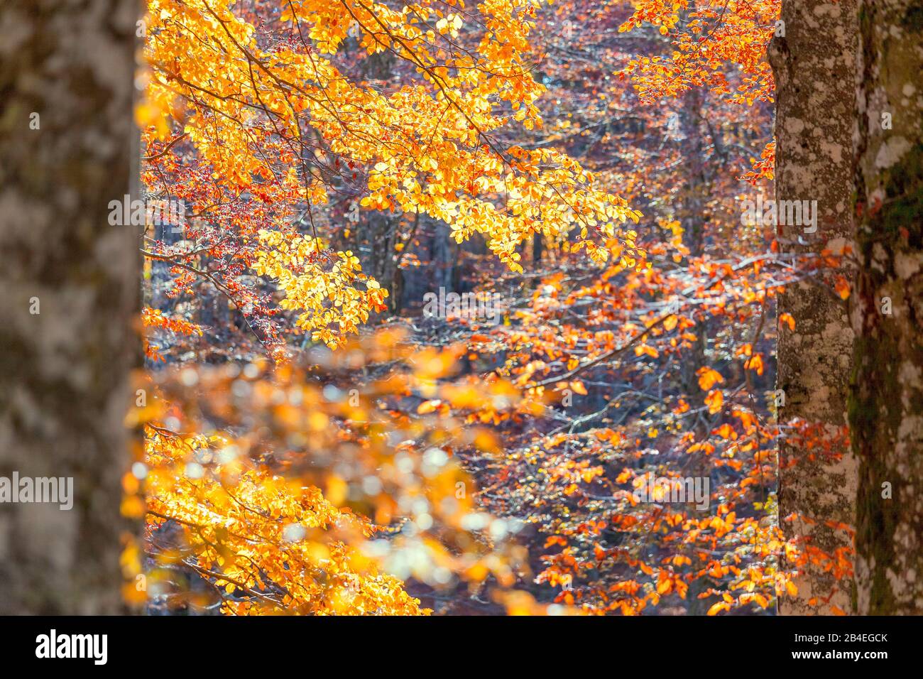Faggio europeo (Fagus sillavatica), faggeta in autunno, fogliame colorato nella foresta di Cansiglio, Alpago, Belluno, Veneto, Italia Foto Stock