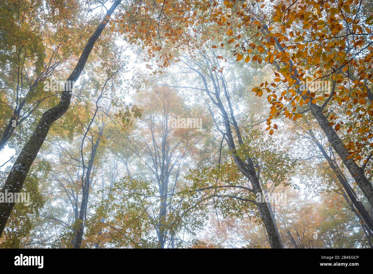 Faggio europeo (Fagus sillavatica) in autunno, fogliame colorato nella foresta di Cansiglio, Alpago, Belluno, Veneto, Italia Foto Stock