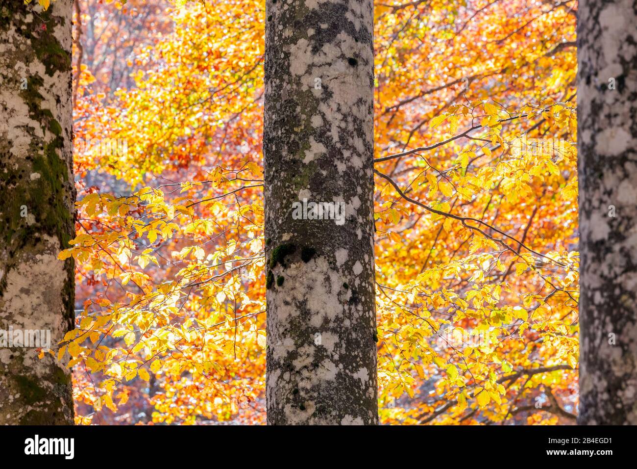 Faggio europeo (Fagus sillavatica), faggeta in autunno, fogliame colorato nella foresta di Cansiglio, Alpago, Belluno, Veneto, Italia Foto Stock