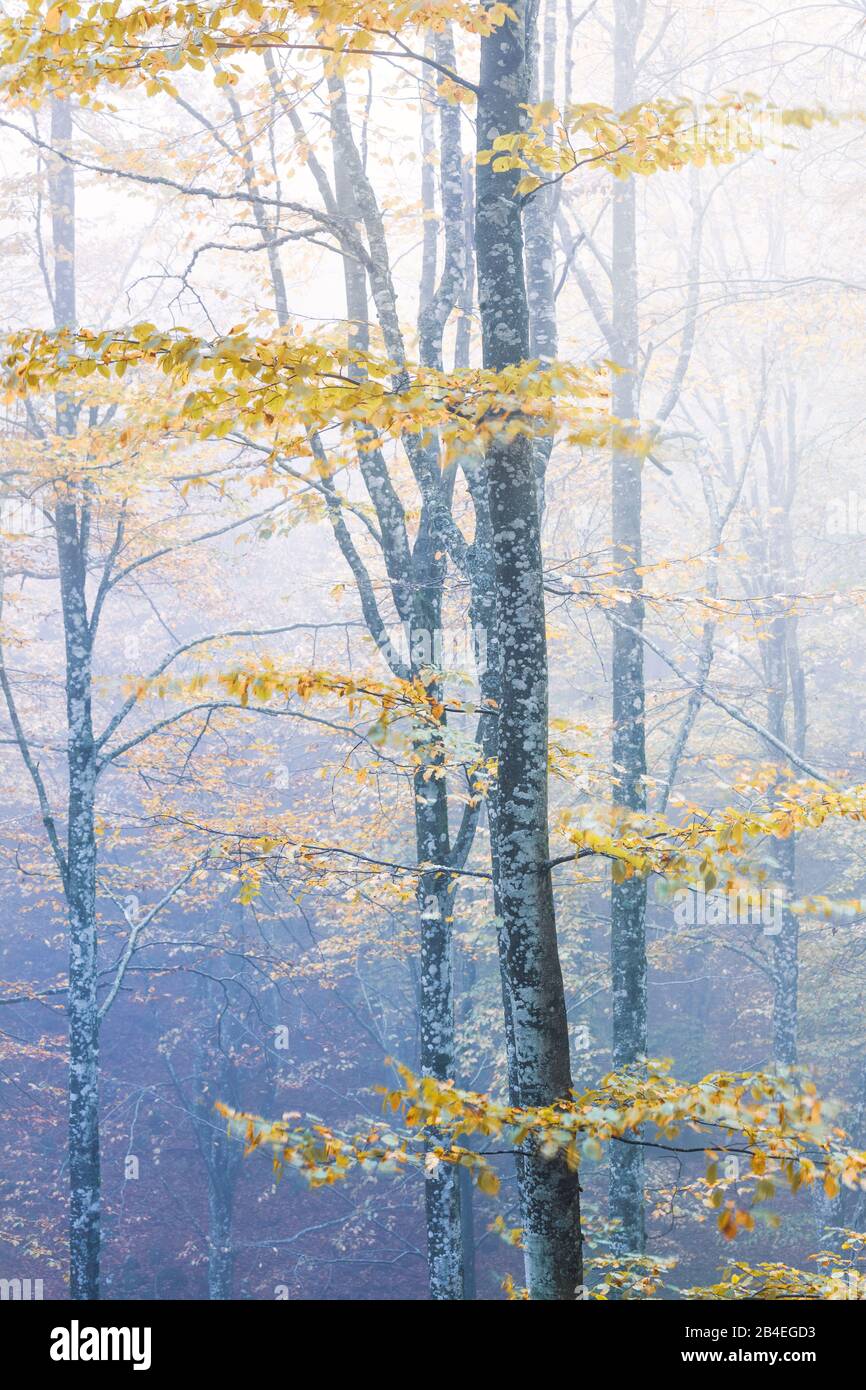 Foresta di faggio europeo (Fagus sylvatica) in autunno, fogliame colorato nella foresta di Cansiglio, Alpago, Belluno, Veneto, Italia Foto Stock