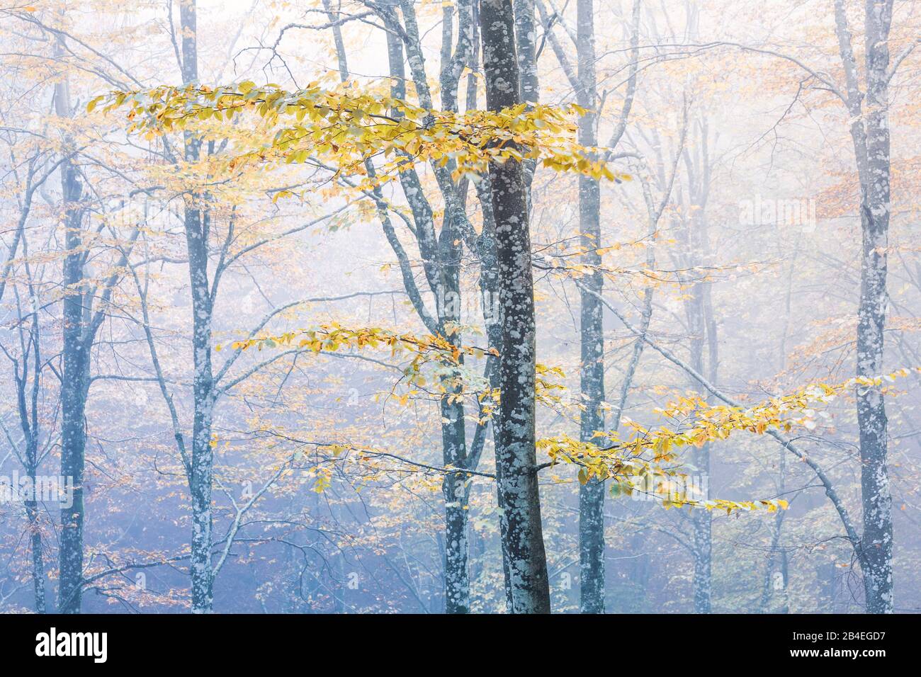 Foresta di faggio europeo (Fagus sylvatica) in autunno, fogliame colorato nella foresta di Cansiglio, Alpago, Belluno, Veneto, Italia Foto Stock