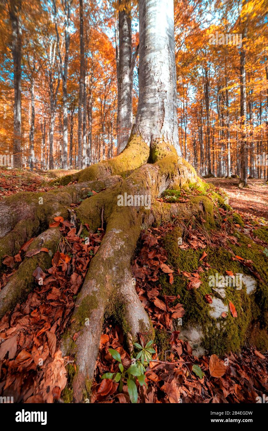 Faggio europeo (Fagus sillavatica), faggeta in autunno, fogliame colorato nella foresta di Cansiglio, Alpago, Belluno, Veneto, Italia Foto Stock
