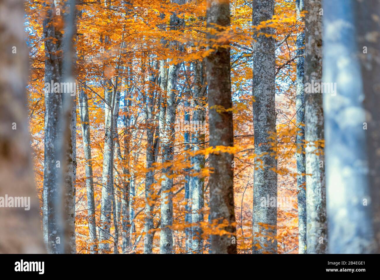 Faggio europeo (Fagus sillavatica), faggeta in autunno, fogliame colorato nella foresta di Cansiglio, Alpago, Belluno, Veneto, Italia Foto Stock