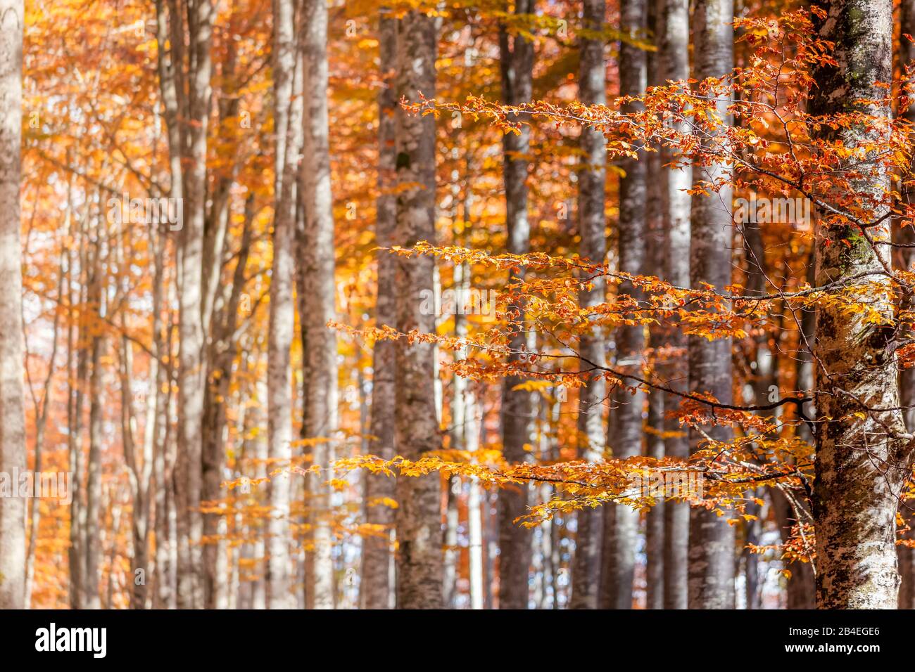 Faggio europeo (Fagus sillavatica), faggeta in autunno, fogliame colorato nella foresta di Cansiglio, Alpago, Belluno, Veneto, Italia Foto Stock
