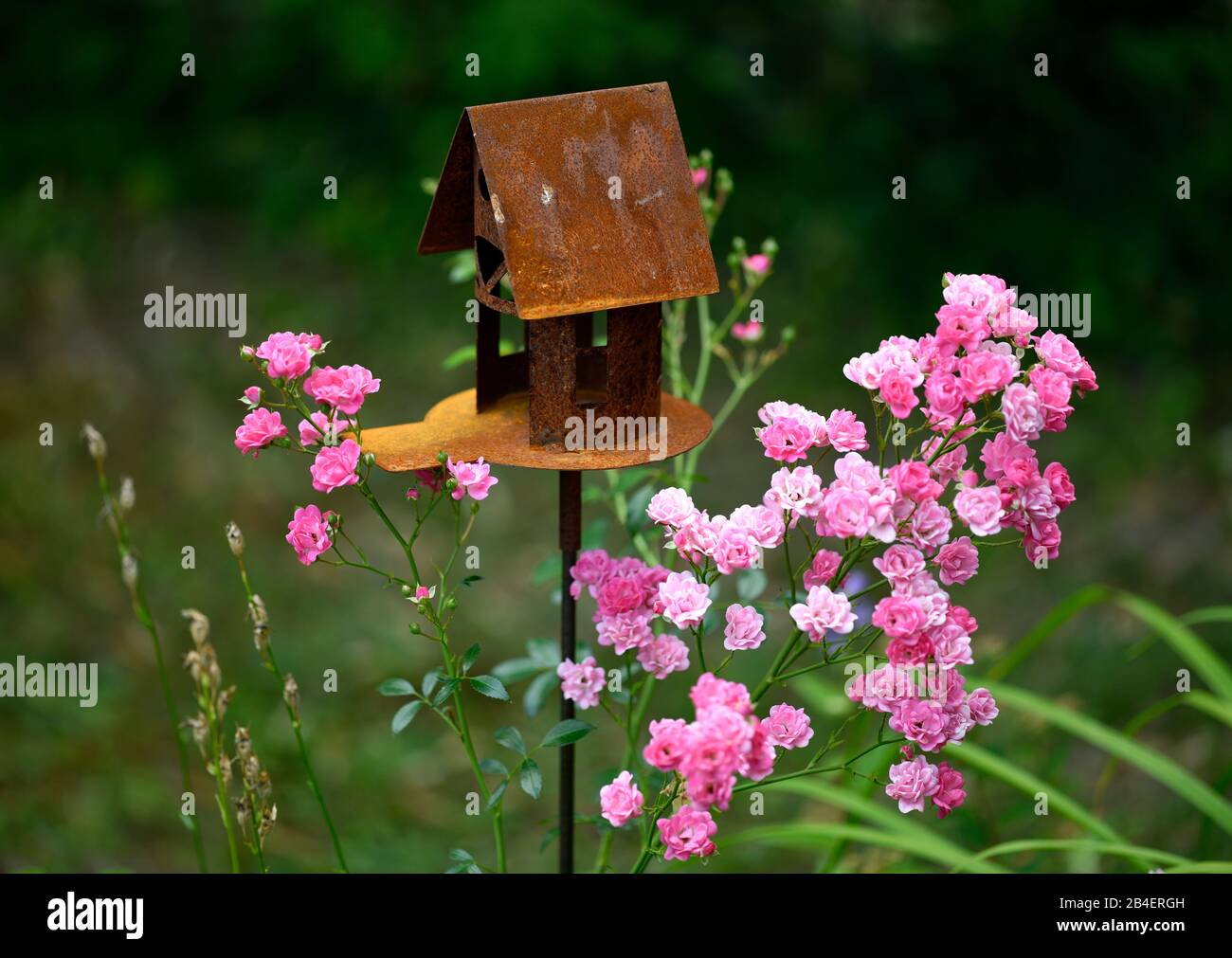 Birdhouse e rosa cespuglio, rosa rosa (Rosa sp.) nel giardino, Baden-Wurttemberg, Germania Foto Stock