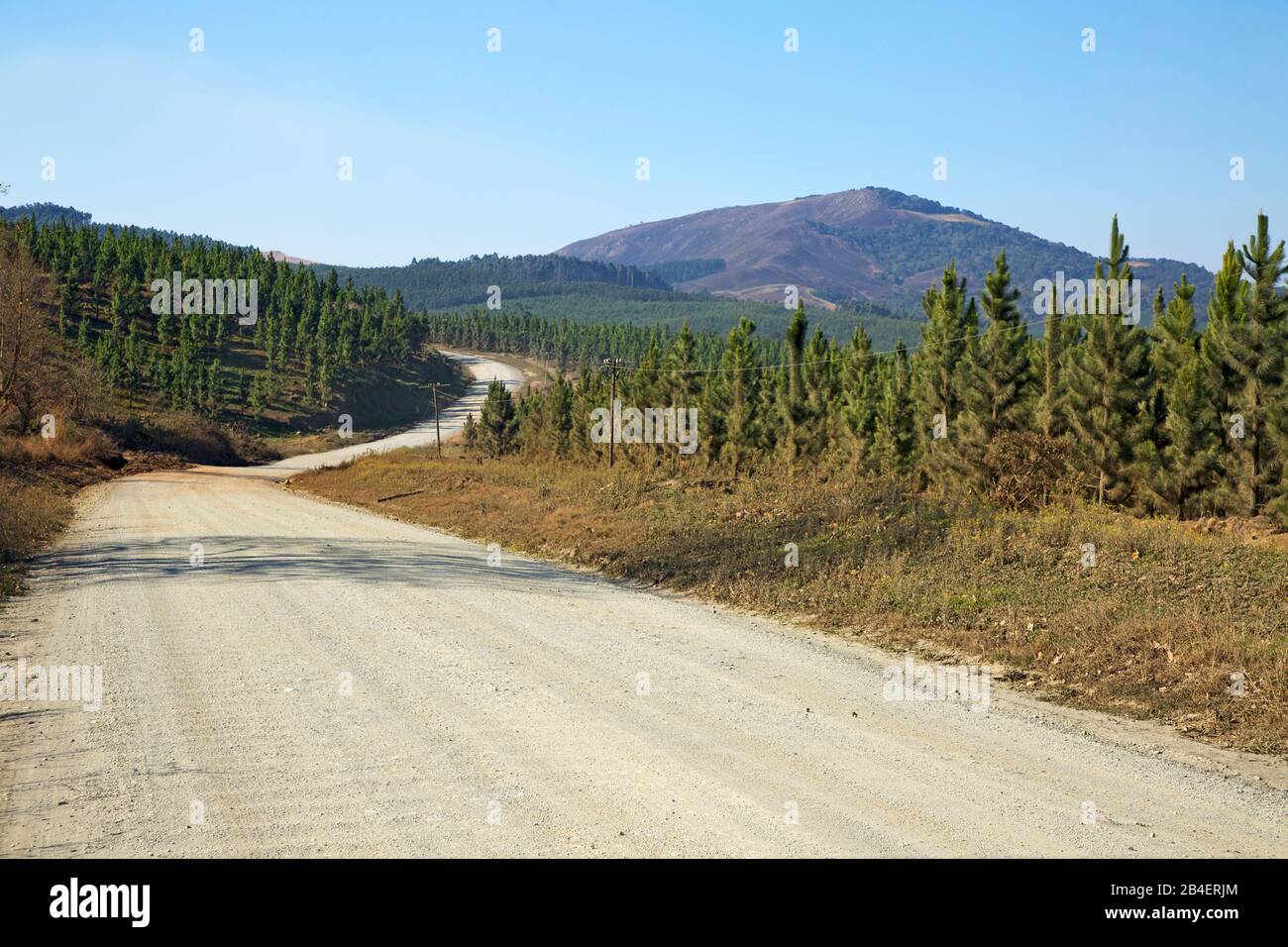 Strada sterrata attraverso le ampie foreste di conifere nei pressi di Gilboa Timbers in montagna bordo (Grande scarpata). Foto Stock