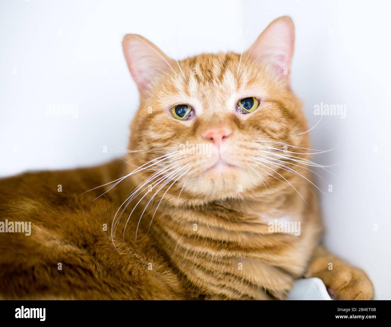 Un gatto shorthair domestico tabby arancione con la sindrome di Haw, dove la terza palpebra sta coprendo parte dell'occhio Foto Stock