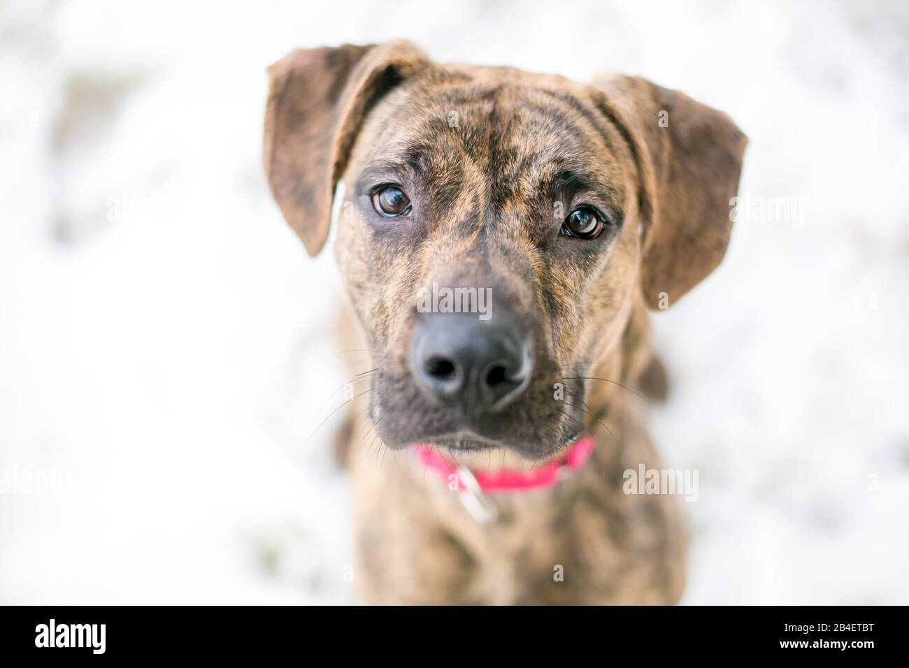 Un brindle Hound x Terrier cane misto razza all'aperto nella neve, guardando in alto la macchina fotografica Foto Stock