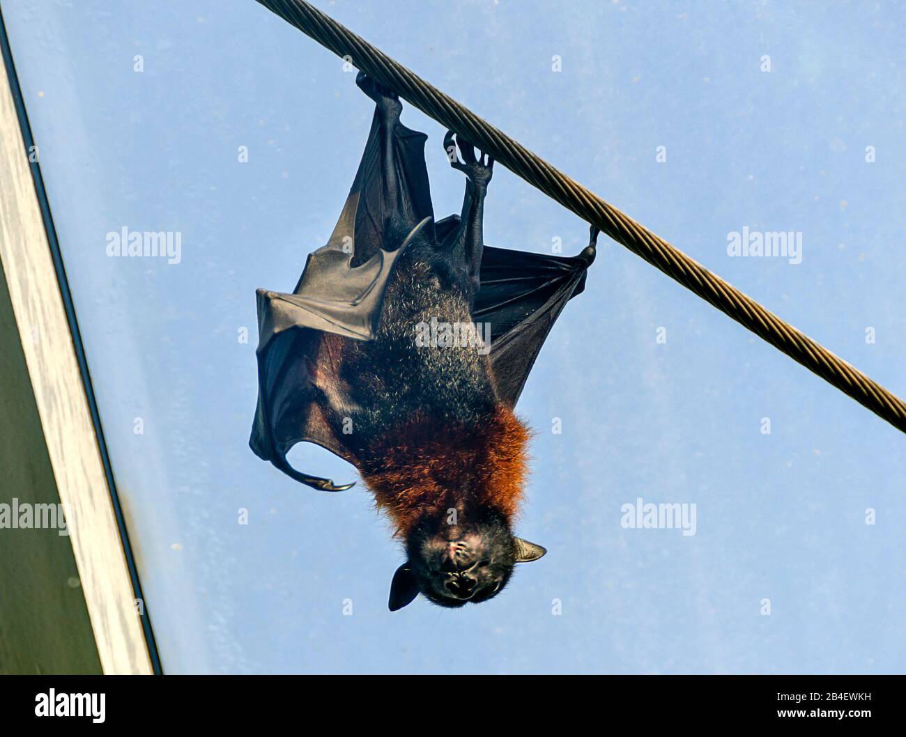 Volata indiana volata a testa in giù su una corda in acciaio al sole prima del cielo blu Foto Stock