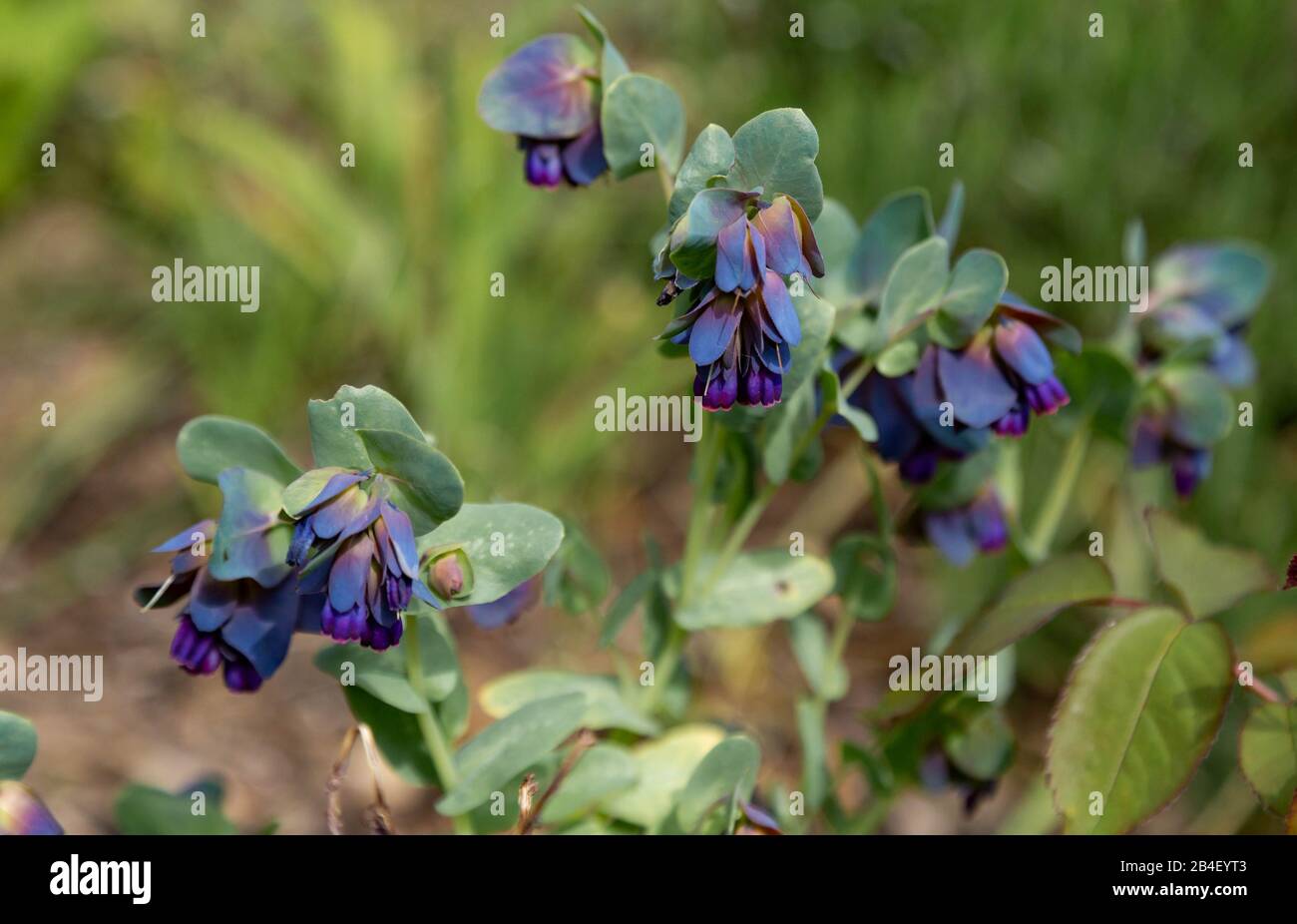 Cerinthe grandi 'Purpurascens' Foto Stock