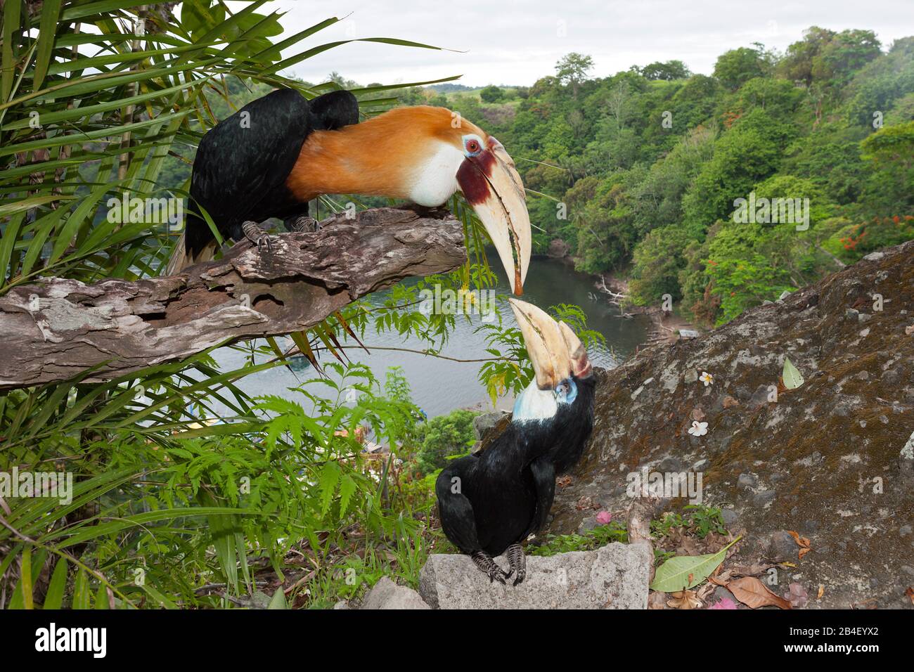Hornbill papua, Rhyticeros plicatus, tufi, Oro, provincia di Papua Nuova Guinea Foto Stock