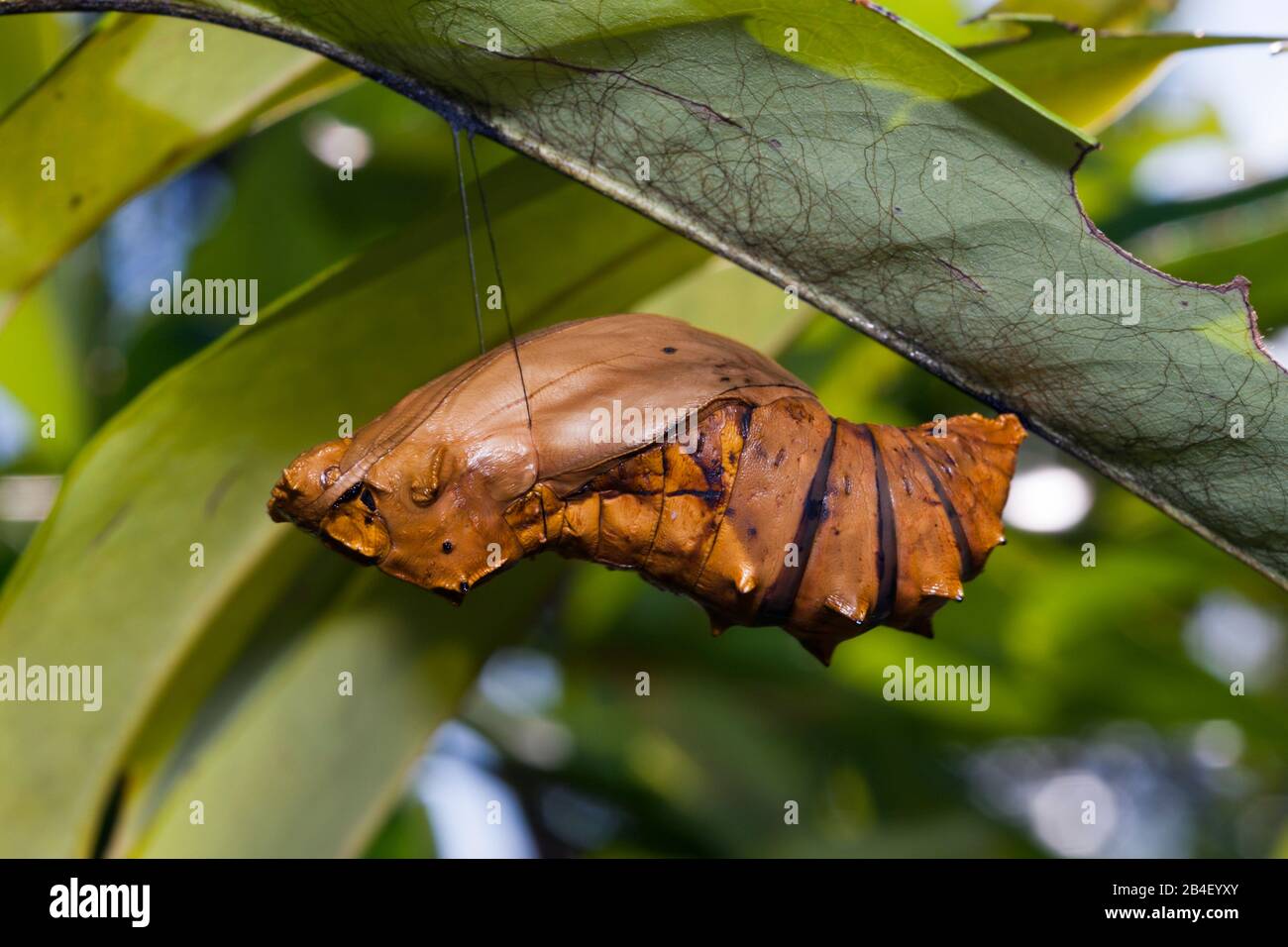 Larva di Regina Alexandras, Papilionidae Ornithoptera alexandrae, tufi, Oro, provincia di Papua Nuova Guinea Foto Stock