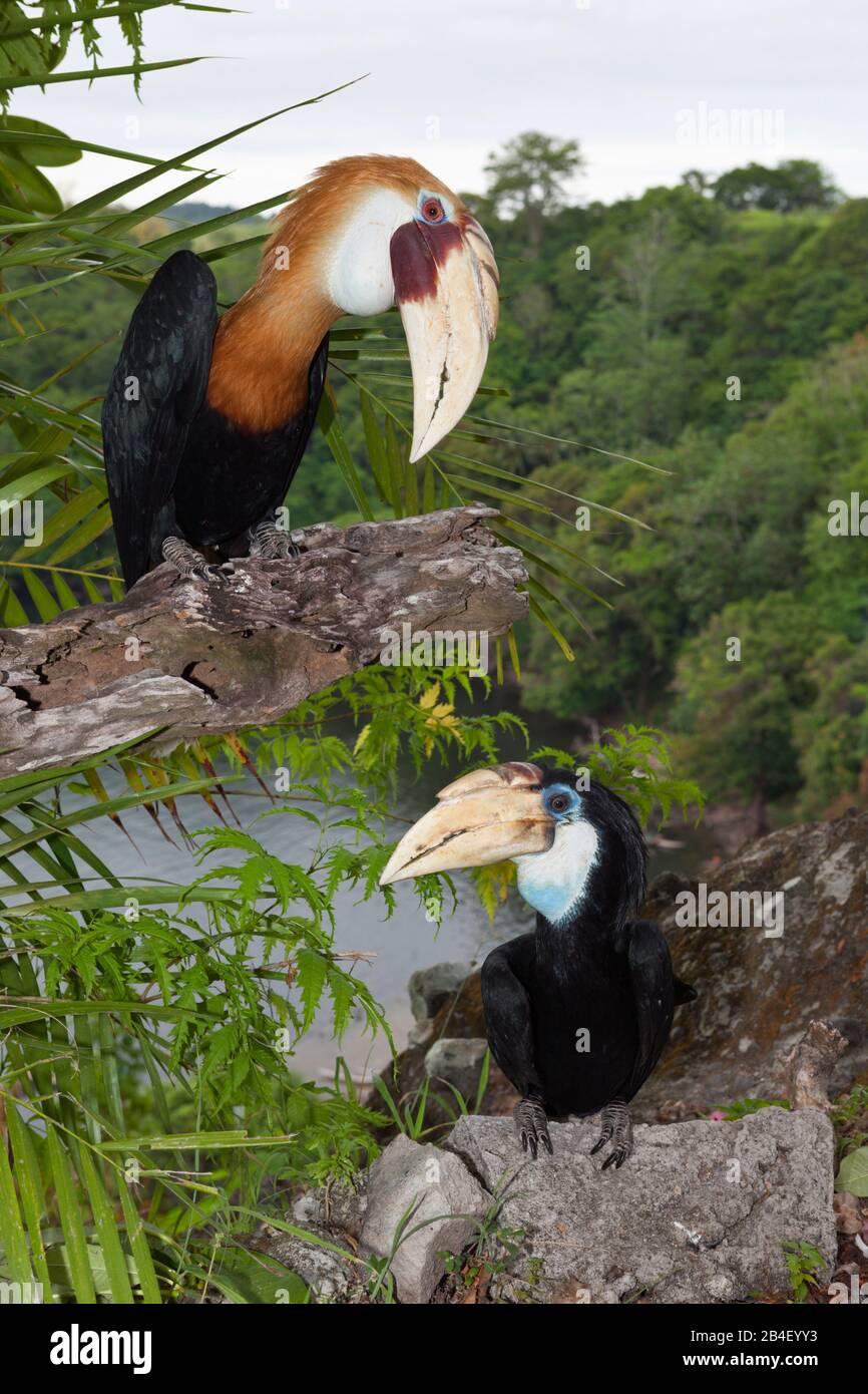 Hornbill papua, Rhyticeros plicatus, tufi, Oro, provincia di Papua Nuova Guinea Foto Stock