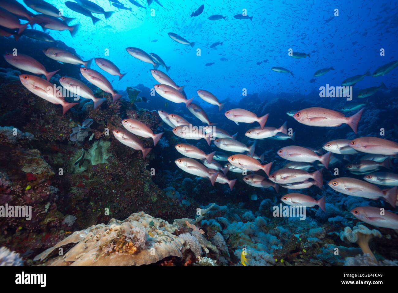 Secca di esili Pinjalo Snapper, Pinjalo lewisi, tufi, Salomone Mare, Papua Nuova Guinea Foto Stock