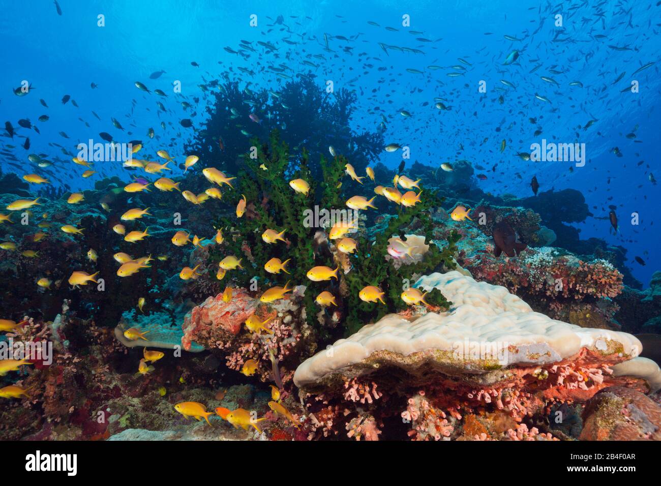 Ricche di specie della Barriera Corallina, tufi, Salomone Mare, Papua Nuova Guinea Foto Stock