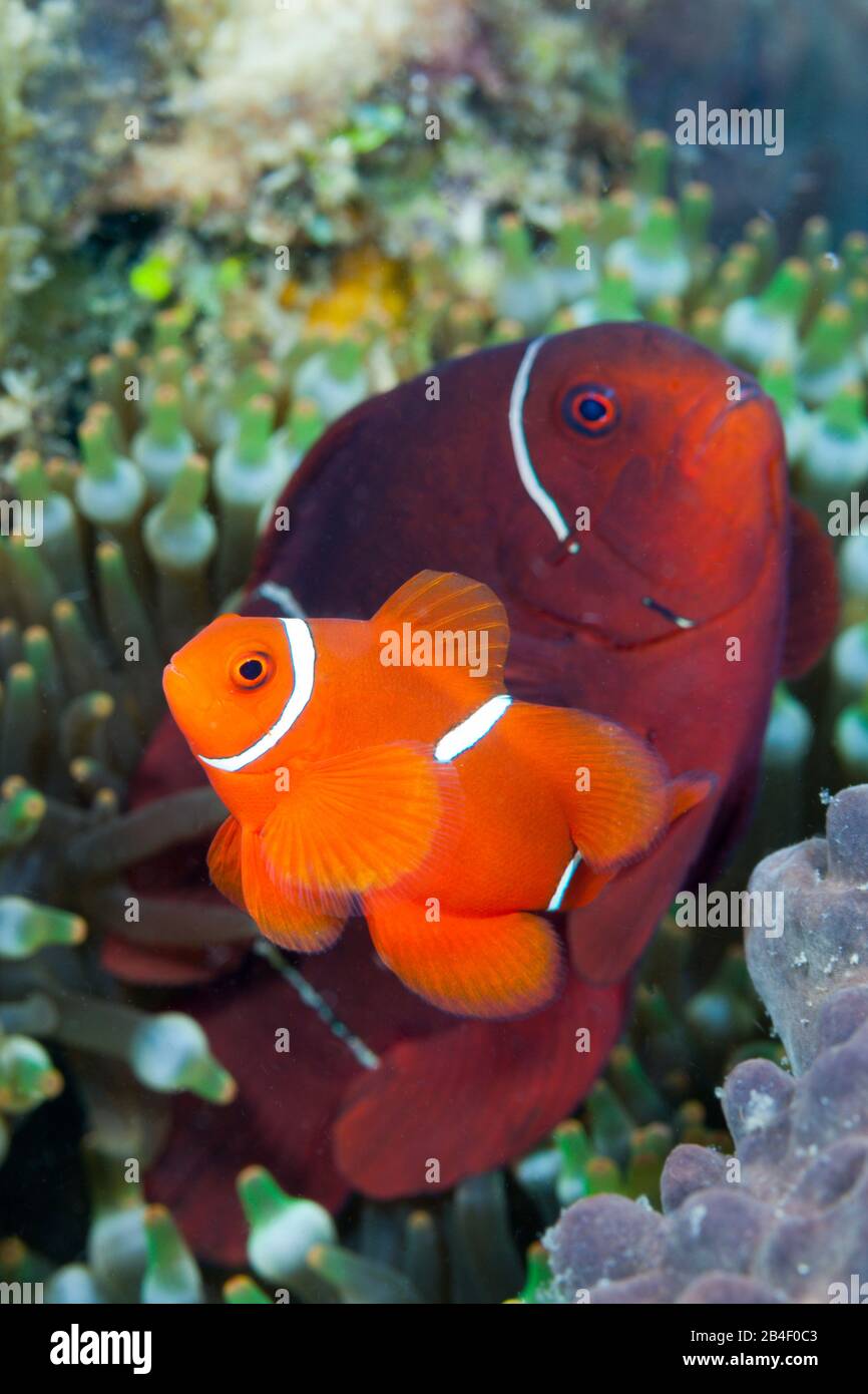 Coppia di Spinecheek Clownfish, Premnas aculeatus, tufi, Salomone Mare, Papua Nuova Guinea Foto Stock